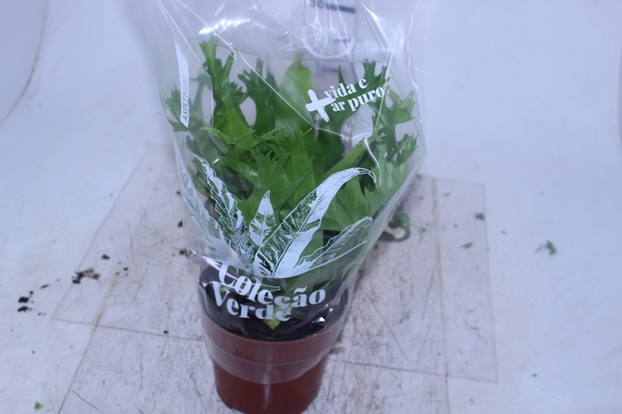 ASPLENIUM CRISSIE P17