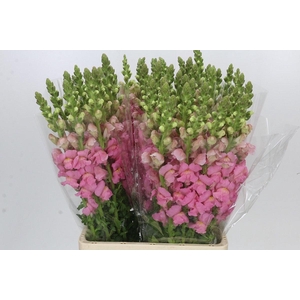 ANTIR POTO EARL PINK