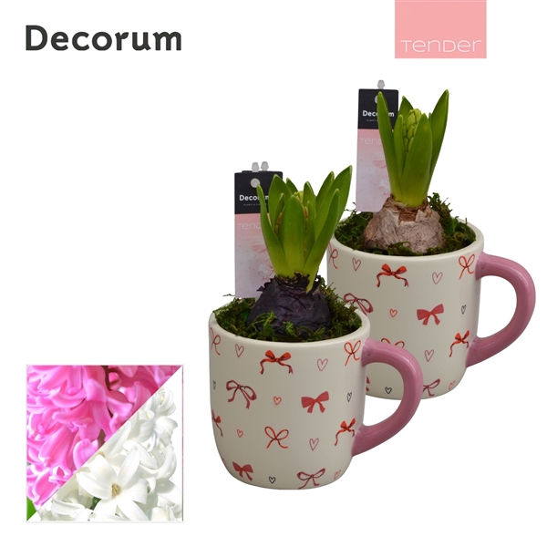 <h4>Arrangementen Hyacinthus 6%</h4>