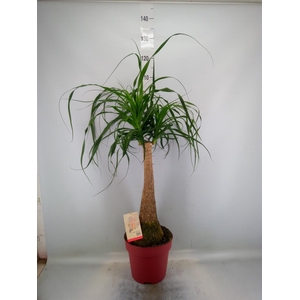 Beaucarnea recurvata