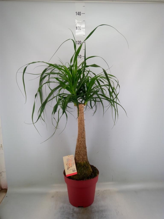 <h4>Beaucarnea recurvata</h4>