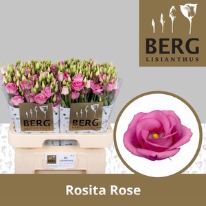 Eus G Rosi Rose Pink