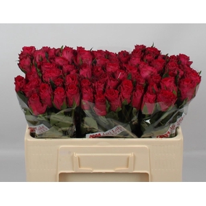 R GR MADAM CERISE
