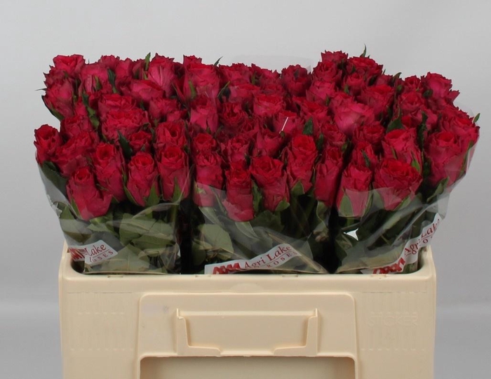 <h4>R GR MADAM CERISE</h4>