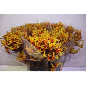 Anigoz Orange Velvet X5