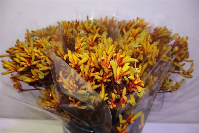 <h4>Anigoz Orange Velvet X5</h4>