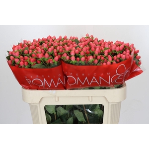 Hypericum Sweet Romance