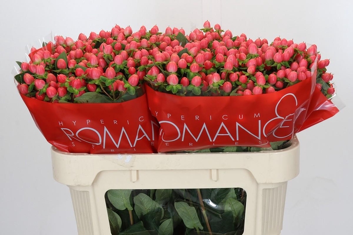 <h4>Hypericum Sweet Romance</h4>