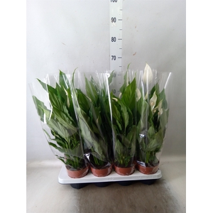 Spathiphyllum  'Sweet Chico'