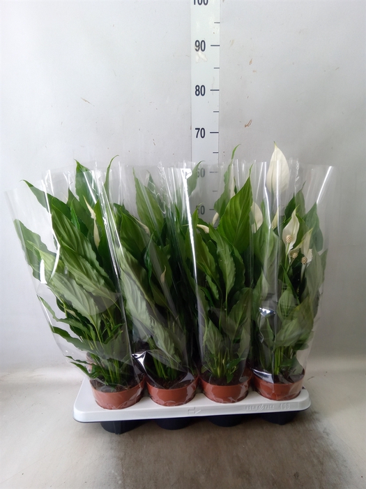 <h4>Spathiphyllum  'Sweet Chico'</h4>
