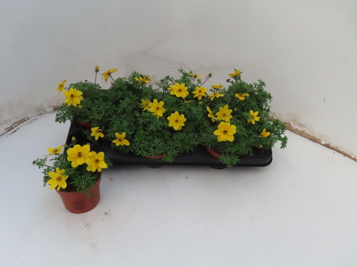 <h4>BID YELLOW CHARM</h4>