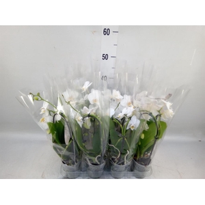 Phalaenopsis  'Elegant Cascade'