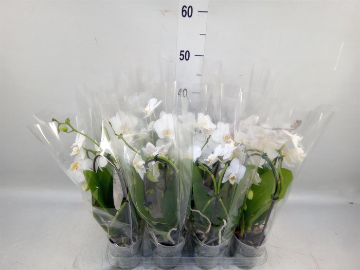 <h4>Phalaenopsis  'Elegant Cascade'</h4>