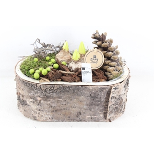 arr4 Hyacint PL - Boomschors ovaal Los