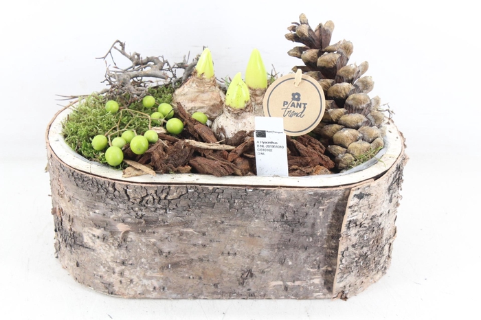 <h4>arr4 Hyacint PL - Boomschors ovaal Los</h4>