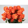 Rosa Ec Nexus