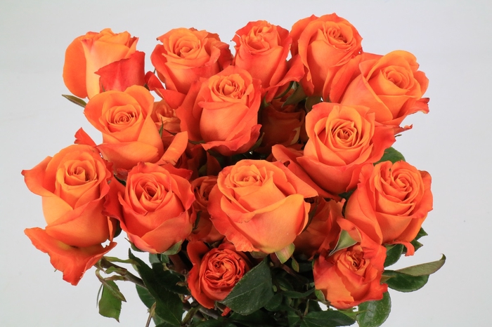 <h4>Rosa Ec Nexus</h4>