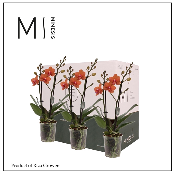 <h4>Mimesis Phal. Orange - 2 spike 9cm Less Plastic</h4>