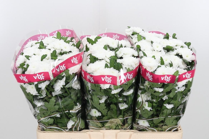 <h4>Chr San Baikal</h4>