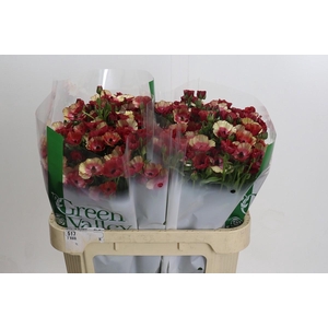 Ranunculus Magical Cinnamon