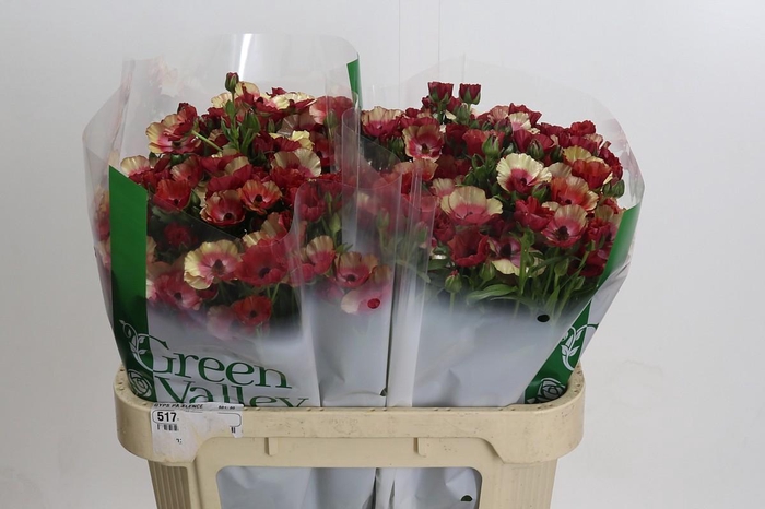 <h4>Ranunculus Magical Cinnamon</h4>