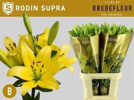 <h4>Li La Rodin Supra 5+</h4>