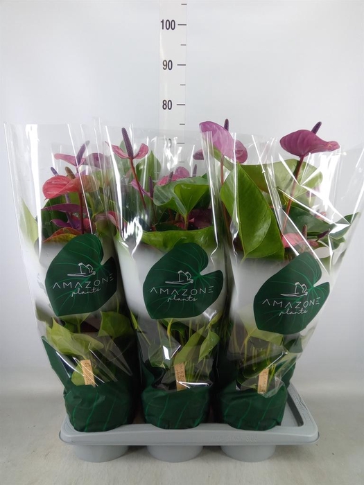 <h4>Anthurium andr. 'Cavalli'</h4>