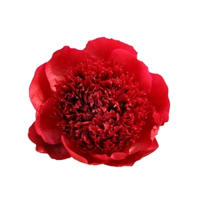 Paeonia Red Charm