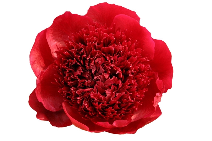 <h4>Paeonia Red Charm</h4>