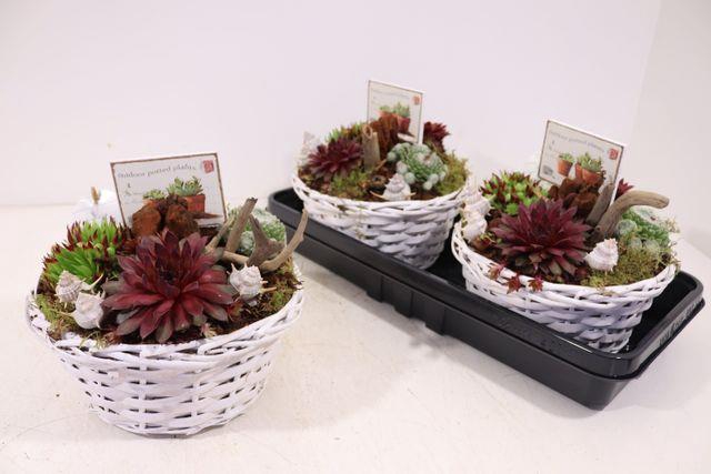 ARR SEMPERVIVUM