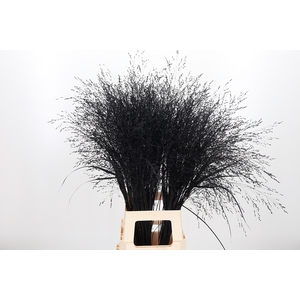 Panicum Kl Bh Zwart