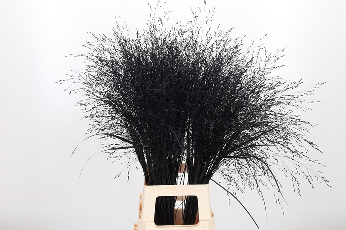 <h4>Panicum Kl Bh Zwart</h4>