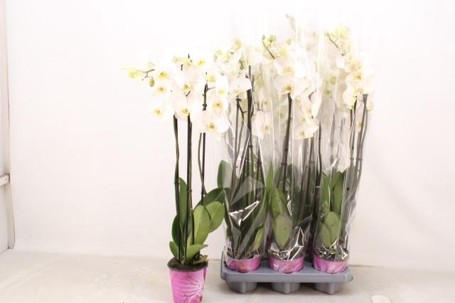 <h4>PHAL OV WIT</h4>