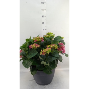 Hydrangea mac.