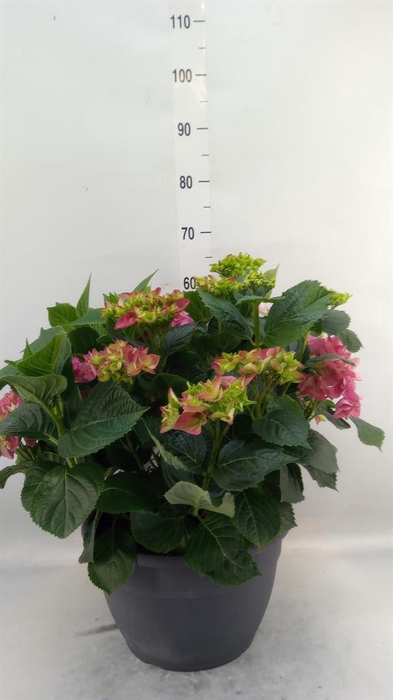 <h4>Hydrangea mac.</h4>