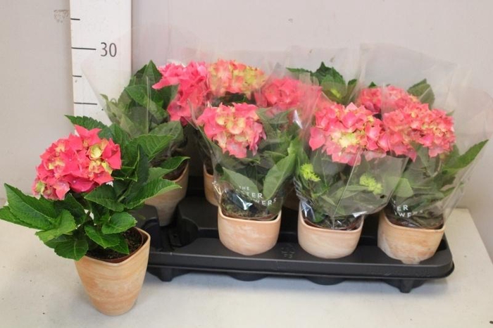 <h4>HYDR M HI OCEAN</h4>