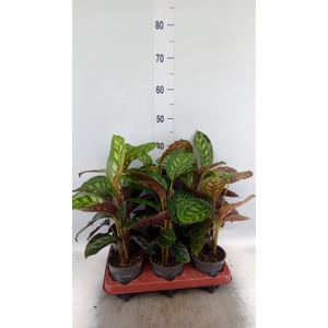Calathea   ...