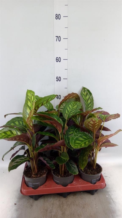 <h4>Calathea   ...</h4>