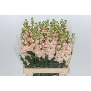 Matthiola Iron Apricot