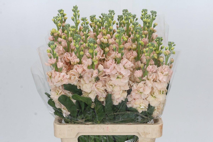 <h4>Matthiola Iron Apricot</h4>