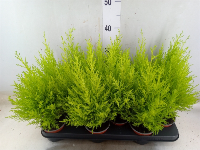 <h4>Cupressus macro. 'Goldcrest Wilma'</h4>