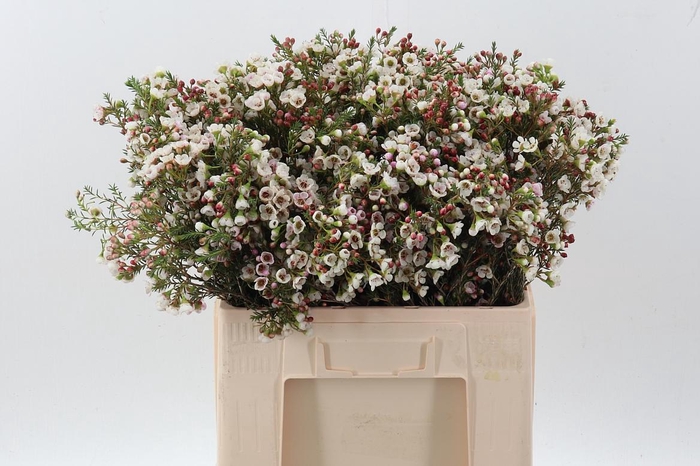 <h4>Cham un white Lion</h4>