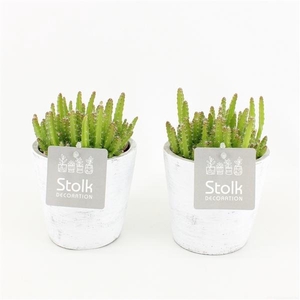 Hylocereus Undatus 10,5 in White Wash pot