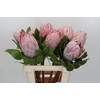 Protea Cynaroides