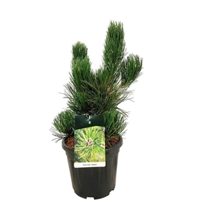 Pinus held. 'Satellit'