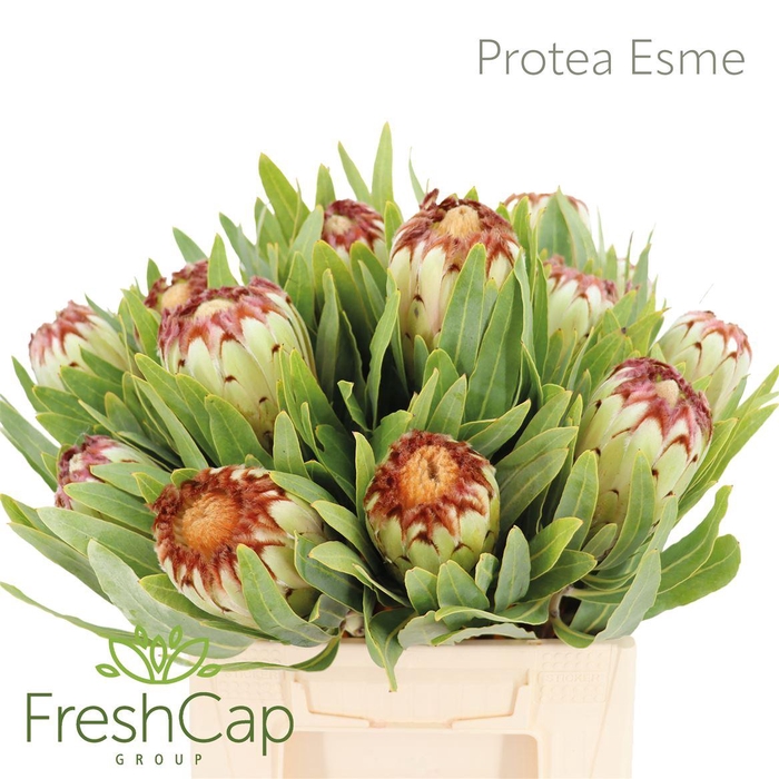 <h4>Protea Esme</h4>