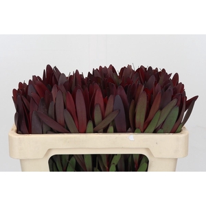 Leucadendron Saf Sunset Dark Red
