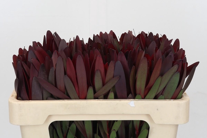Leucadendron Saf Sunset Dark Red