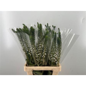 Lysimachia Moonlight