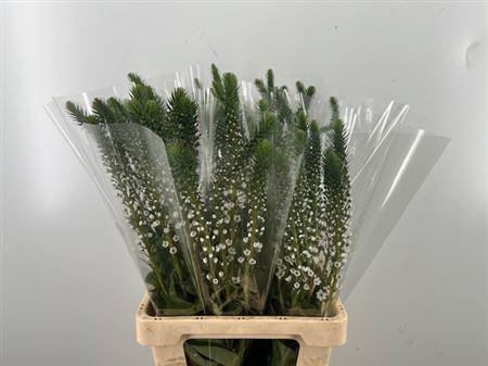 <h4>Lysimachia Moonlight</h4>